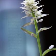 Hosta  2011 Olivia Parker (b. 1941)