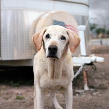 Guinness, age 15, Highland, CA  2011