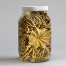 Basket star (Gorgonocephalus eucnemis)