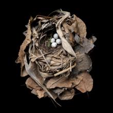 Golden-winged Warbler, Vermivora chrysoptera  2012