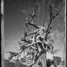 Baobab, Tree of Generations #8, Mali  
