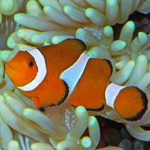 Ocellaris clownfish (Amphiprion ocellaris), Indo-Pacific  2004
