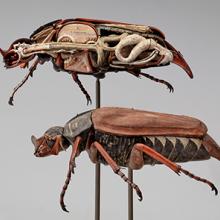 Cockchafer beetle (Melolontha melolontha) model  1881