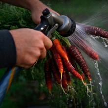 Carrots, Fleet Farming  2016
