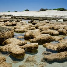 Stromatolites #1211-0316 (2,000–3,000 years old; Carbla Station, Western Australia)  2011