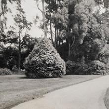Park visitor with bicycle in distance, Golden Gate Park  c. 1896–1902