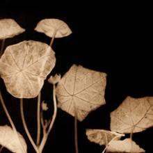 Nasturtium, San Francisco Bay Are