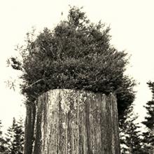 Redwood Stump #3, California 2002