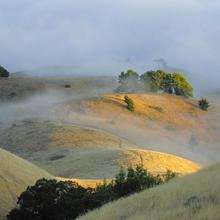 Mount Tamalpais Foothill, Marin County, California  2010