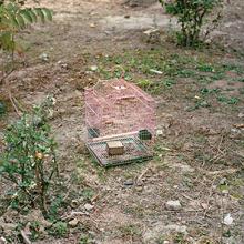 Birdcage in Zhang Dousan’s backyard  2015