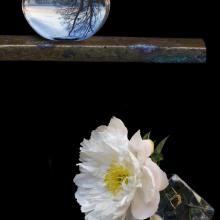 Peony with Trees  2010 Olivia Parker (b. 1941)