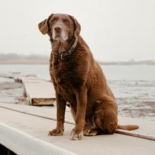 Moxie, age 13, Winthrop, MA  2011