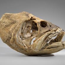 Giant sea bass skull (Stereolepis gigas) 
