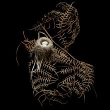 Cuban Emerald, Chlorostilbon ricordii   2008