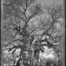 Baobab, Tree of Generations #10, South Africa