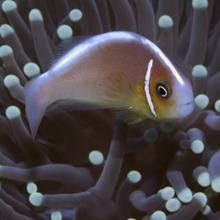 Pink-skunk clownfish (Amphiprion perideraion), Indo-Pacific  2002