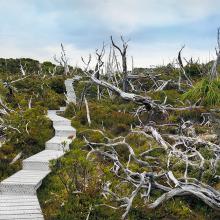 Dead Huan Pine adjacent to living population segment #1211–3609 (10,500 years old; Mount Read, Tasmania) 2011