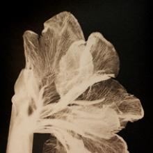 Gladiola, San Francisco Bay Area