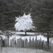 Homestead Apple Tree, Jackson State Forest, Mendocino County, California 1999
