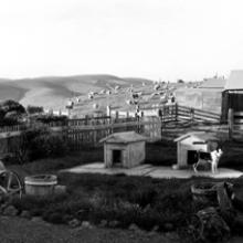 Ranch Dogs at Sunset, Tomales, California  2006 Art Rogers (b. 1948) gelatin-silver print Courtesy of the artist L2014.2101.004