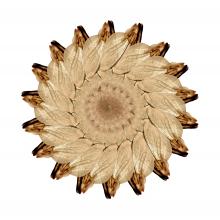 Helianthus boluceris  2014