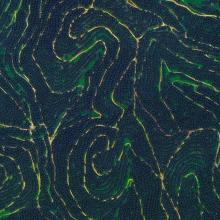 Palm Tree Plantation, Kuala Lumpur, Malaysia  2015