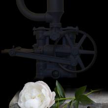 Peony Plus  2010 Olivia Parker (b. 1941)