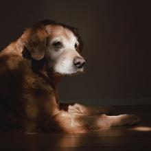 Orion, age 13, Vacaville, CA  2011
