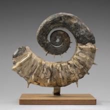 Heteromorph ammonite (Crioceratites latum)
