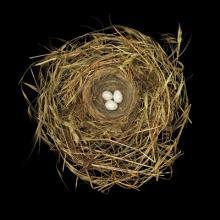 Sharon Beals: Nests | SFO Museum