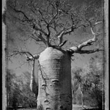 Baobab, Tree of Generations #21, Madagascar  