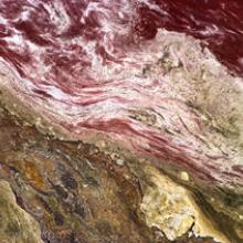 Bacon: Hog fecal waste lagoon, Warsaw, North Carolina 