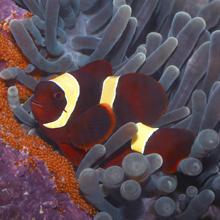 Gold-striped maroon clownfish (Premnas biaculeatus), Solomon Islands  2002 