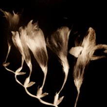 Freesia, San Francisco Bay Area 