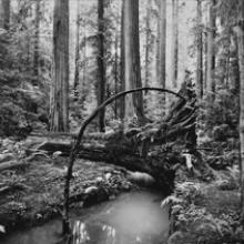 Montgomery Woods, Montgomery Woods State Natural Reserve, Mendocino County, California 2002