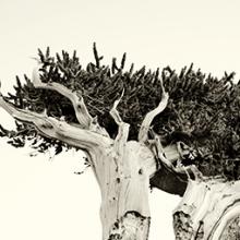 Bristlecone Pine #3, California 2010