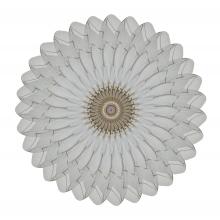 Ranuculus micans  2014