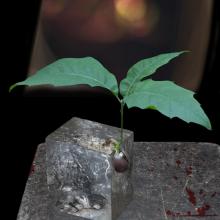 Uncertain Intention  2011 Olivia Parker (b. 1941)