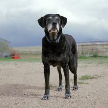 Merlyn, age 14, Otis, CO  2011