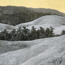 Cluster, Mount Tamalpais, California  2013