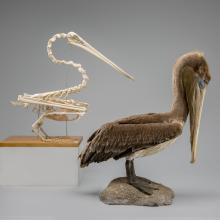 Brown pelican and skeleton (Pelecanus occidentalis)
