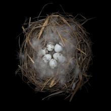 Meadow Bunting, Emberiza cioides 2008