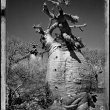 Baobab, Tree of Generations #22, Madagascar