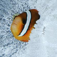 Tomato clownfish (Amphirion frenatus), Indo-Pacific  2004