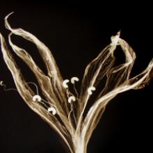 Day Lily, San Francisco Bay Area