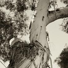 Bark Top (Eucalyptus), California 2007