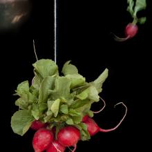 Radishes  2011 Olivia Parker (b. 1941)