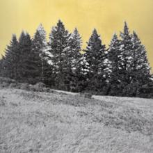 Stand, Northern California  2013