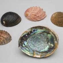 Black, white, pink, green, threaded abalone (Haliotis)
