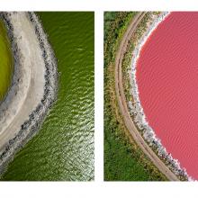Halophiles, Salt Ponds A13, M7, Alviso and Fremont, California 